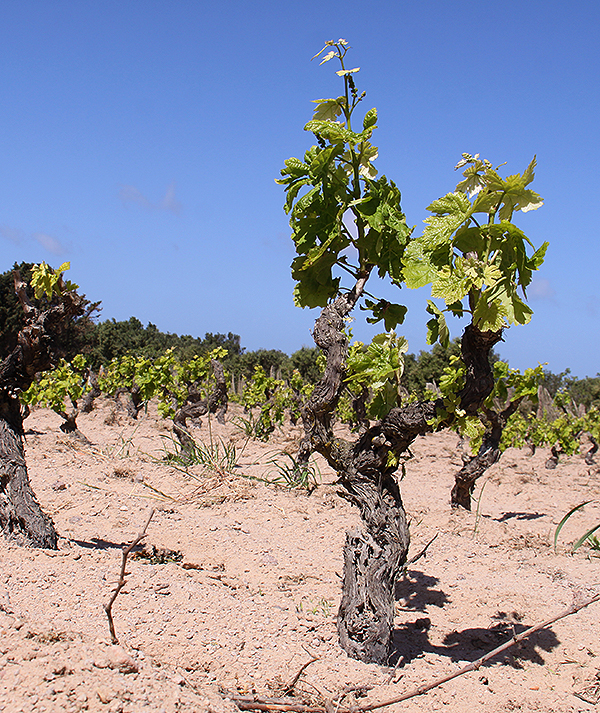 Vineyards - Tenuta La Sabbiosa